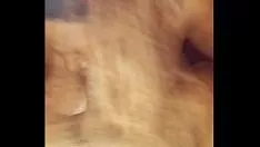 চালান বিভা দেবী মায়া চেরি আবার বন্ধ!