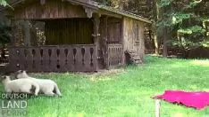 再生 Parklandplotzluder19-これをあなたのチャンピオンにしましょう
